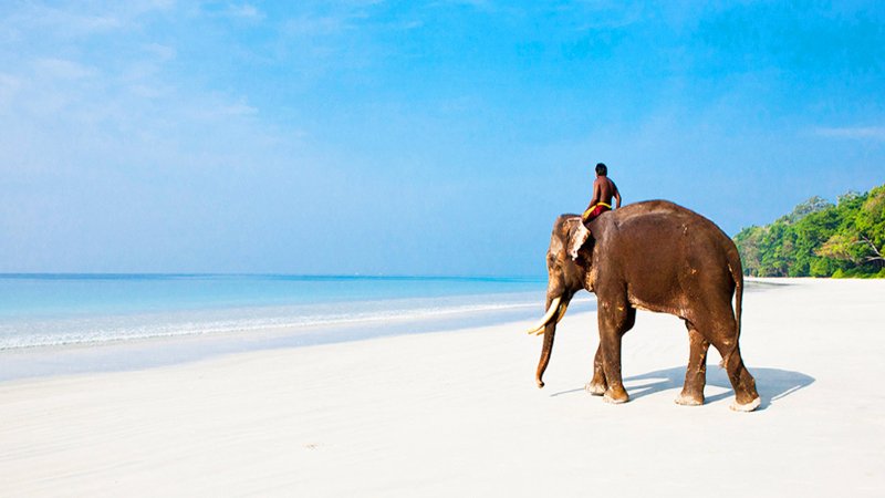 Elephant Beach